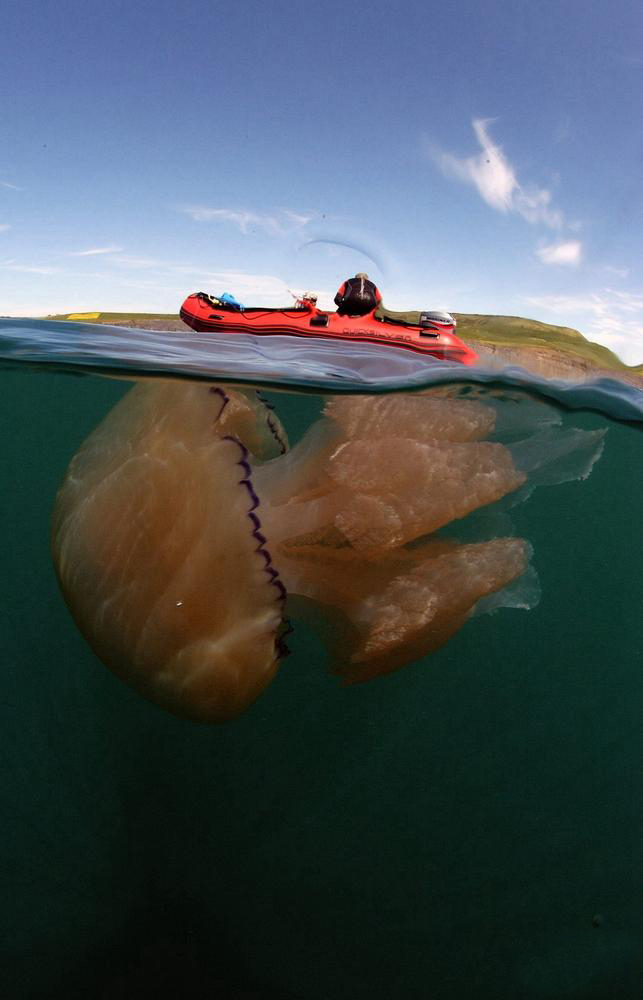 La medusa más gigante del mundo5