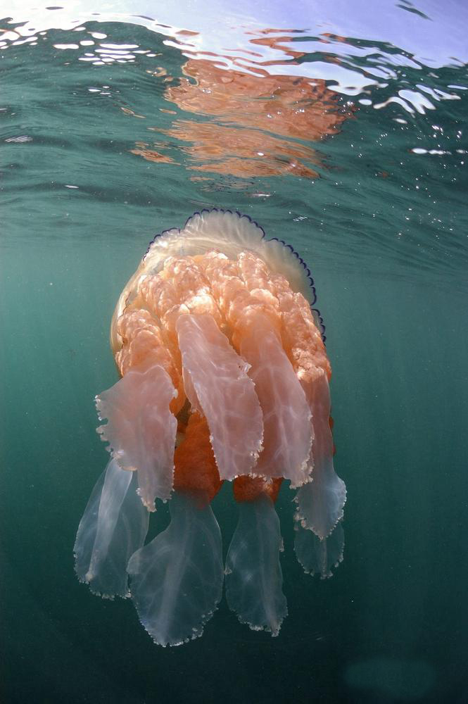 La medusa más gigante del mundo6