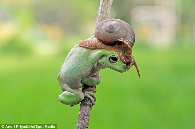 Un caracol encima de cabeza de una rana2