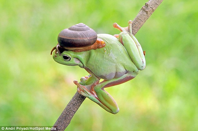 Un caracol encima de cabeza de una rana4