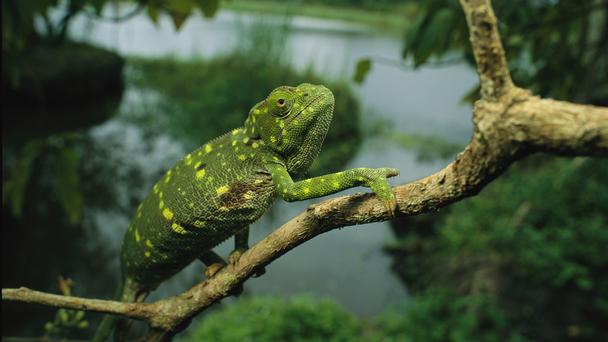Parque nacional de Loango,el último Edén de África 2
