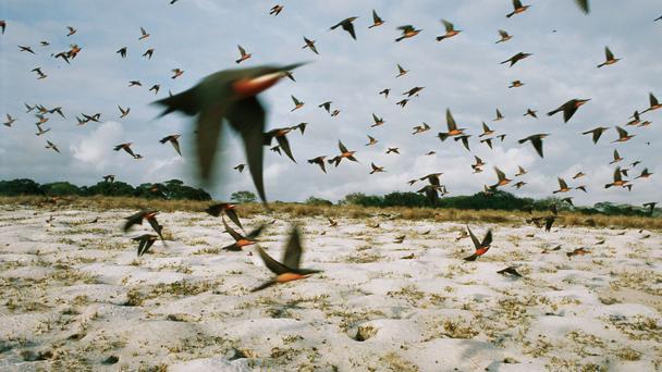 Parque nacional de Loango,el último Edén de África 5