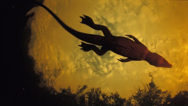 Parque nacional de Loango,el último Edén de África 6