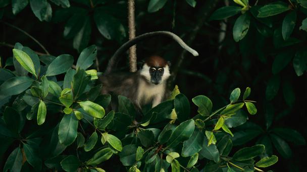 Parque nacional de Loango,el último Edén de África 7