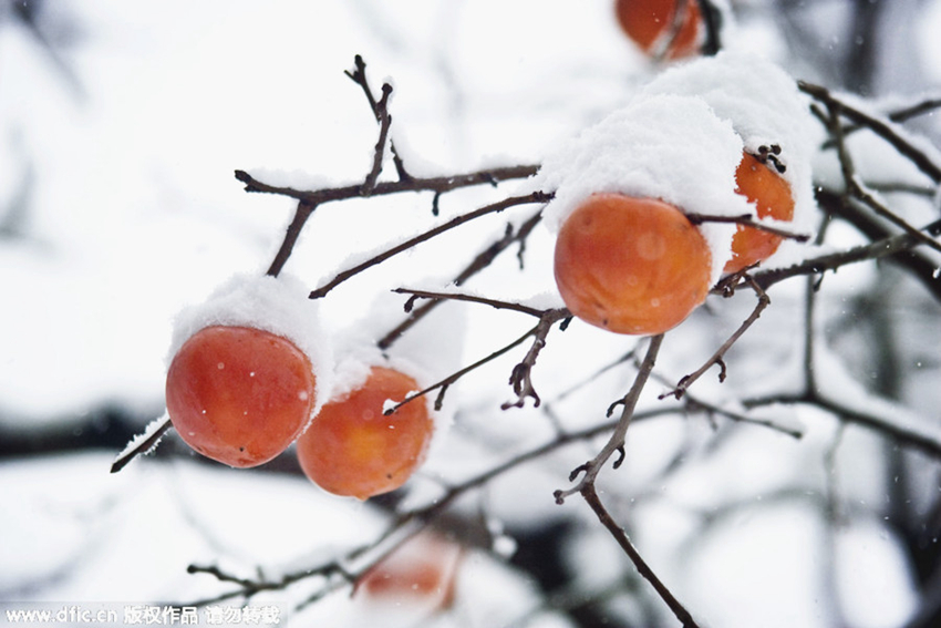 10 alimentos que alegran el invierno de Beijing9