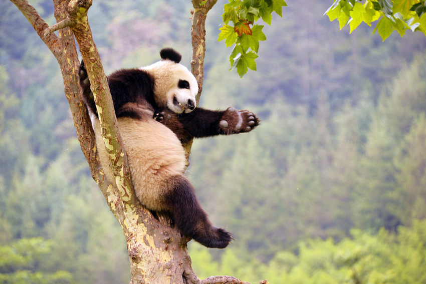 Hermosos momentos de la naturaleza en China en 2015A