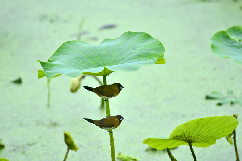 Hermosos momentos de la naturaleza en China en 2015i