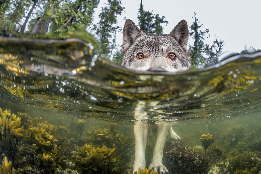 2015: Las mejores imágenes de National Geographic 5