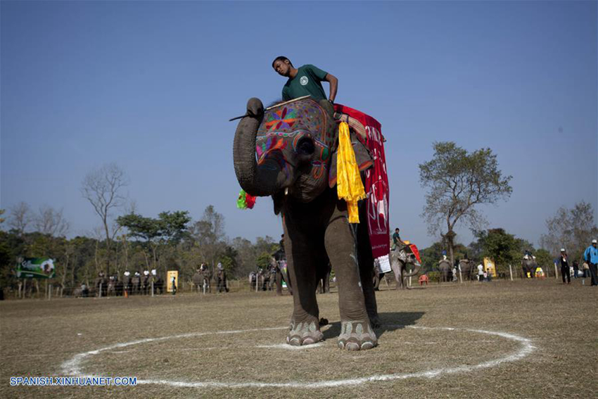 Celebran concurso de belleza de elefantes en Nepal6