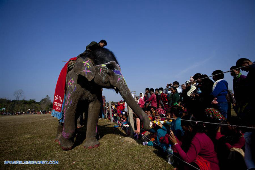 Celebran concurso de belleza de elefantes en Nepal8