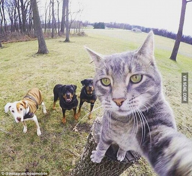 Selfies &apos;tomados&apos; por gatos1