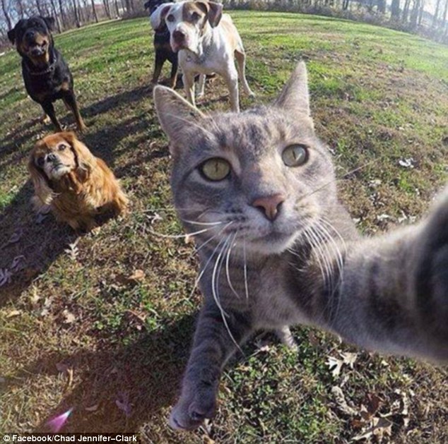Selfies &apos;tomados&apos; por gatos2