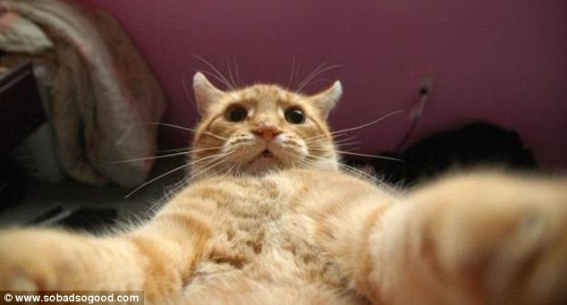 Selfies &apos;tomados&apos; por gatos3