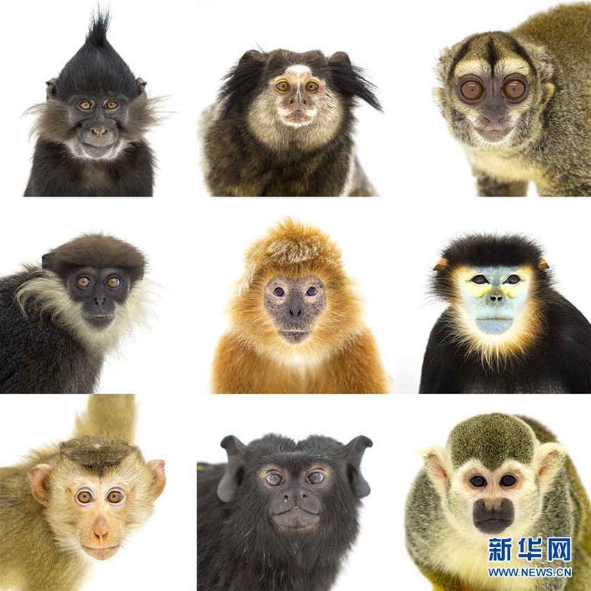 El mundo de monos bajo el lente5
