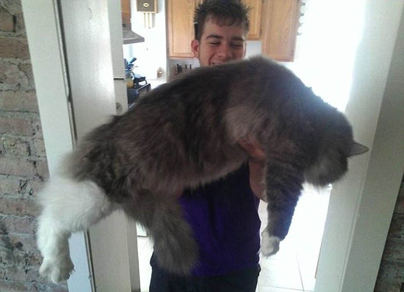 Los gatos más gigantes del mundo1