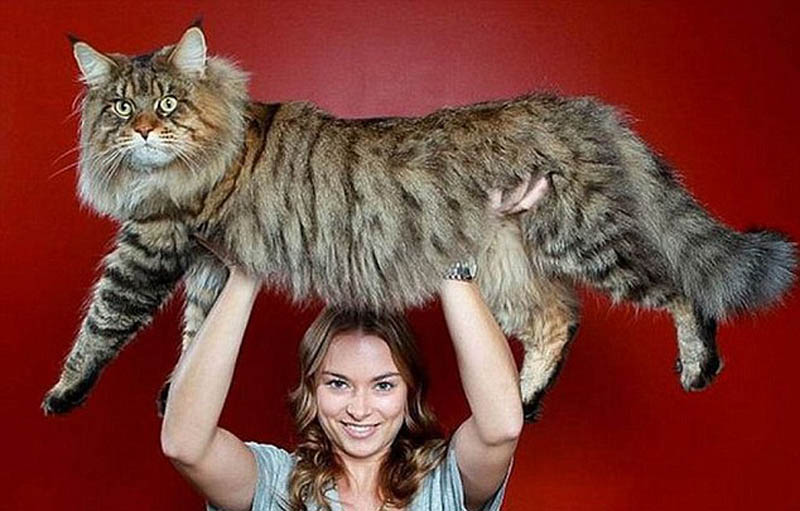 Los gatos más gigantes del mundo3