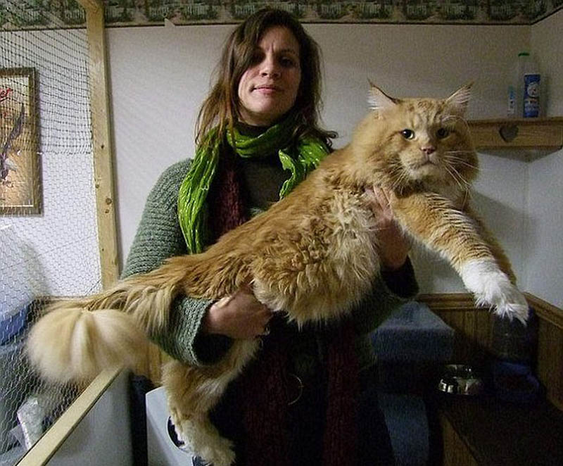 Los gatos más gigantes del mundo6