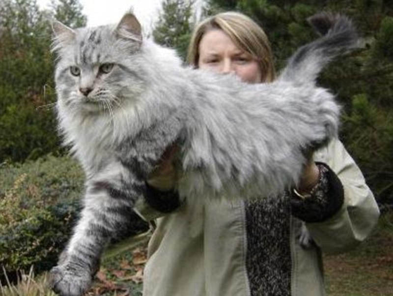 Los gatos más gigantes del mundo7