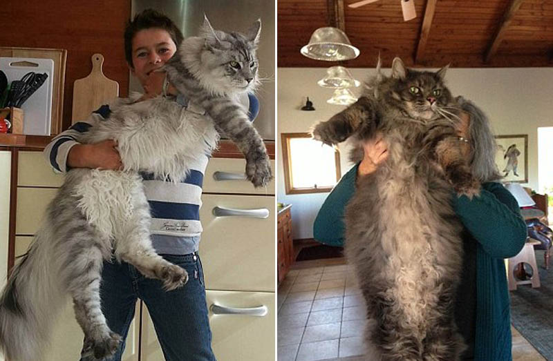 Los gatos más gigantes del mundo8