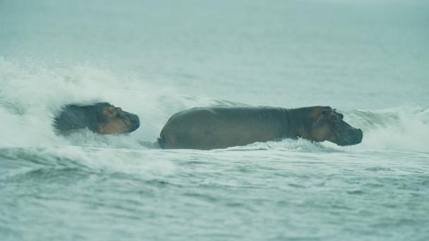  Parque nacional de Loango,el último Edén de África 4