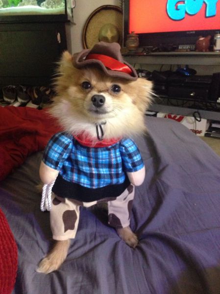 Chistosos disfraces de mascota4