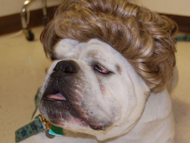 Chistosos disfraces de mascota3