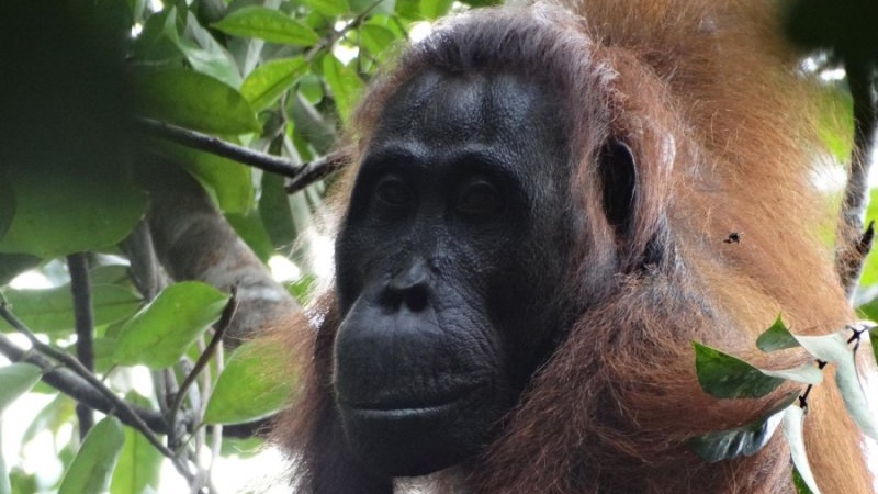 Los antropólogos sorprendidos por un asesinato coordinado entre primates