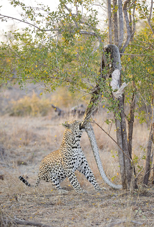 Lo que pasa entre leopardo hambriento y pitón muerto1