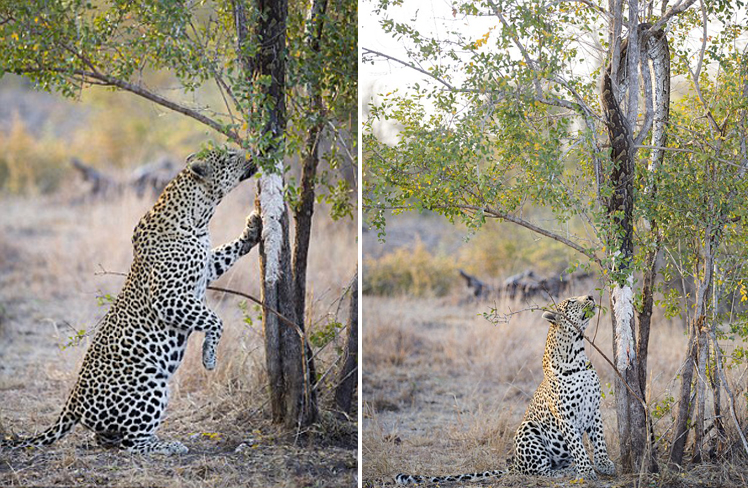 Lo que pasa entre leopardo hambriento y pitón muerto3