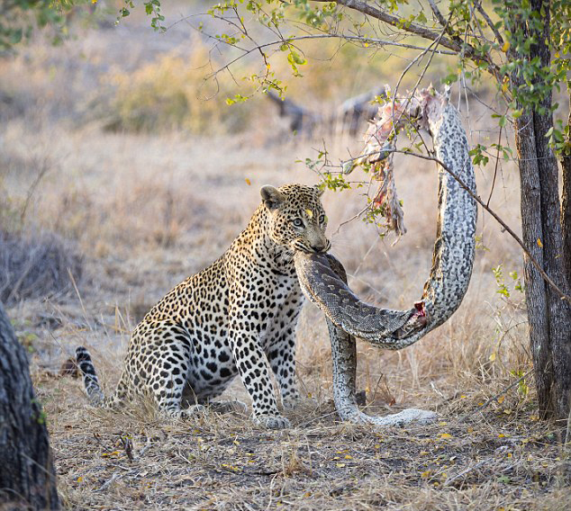 Lo que pasa entre leopardo hambriento y pitón muerto4