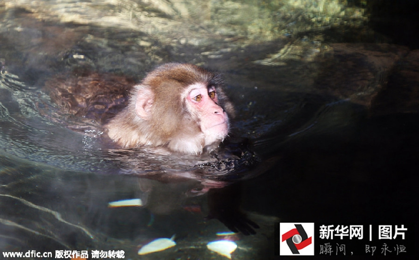 Divertido gesto de monos bañados en fuente termal1