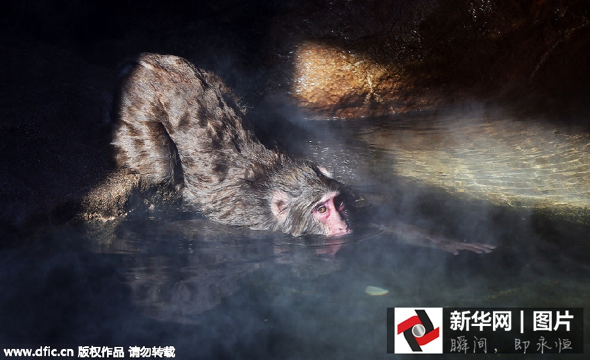 Divertido gesto de monos bañados en fuente termal2