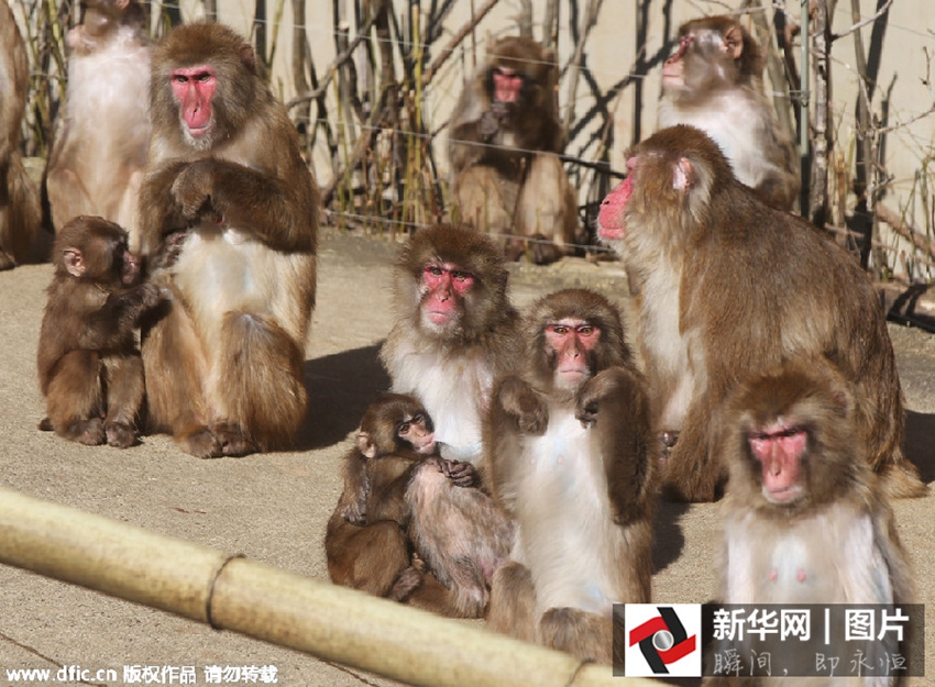 Divertido gesto de monos bañados en fuente termal4