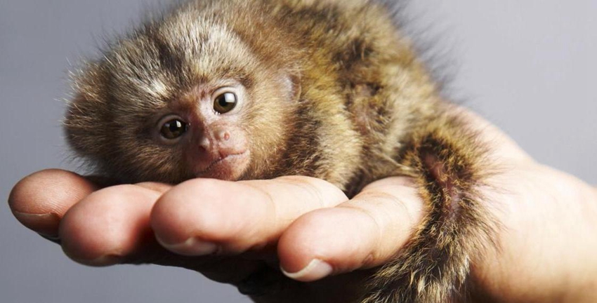 Mono más pequeño del mundo1