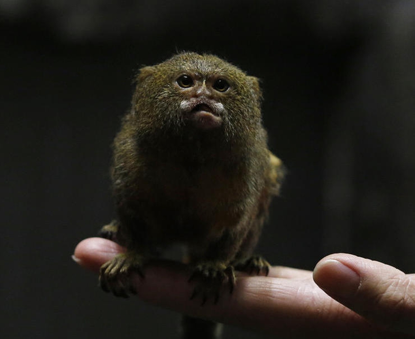 Mono más pequeño del mundo2