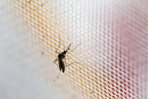 Intensifican control de mosquitos en poblado natal de primer paciente de zika en China