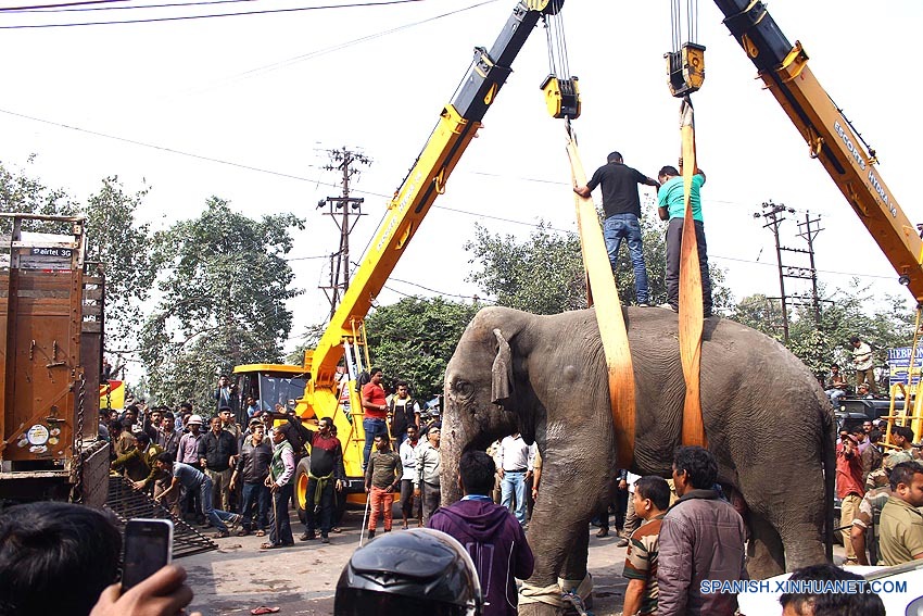 Elefante desbocado destruye estructuras y autos en Bengala Occidental, India3