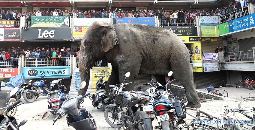 Elefante desbocado destruye estructuras y autos en Bengala Occidental, India2