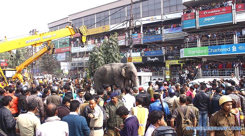 Elefante desbocado destruye estructuras y autos en Bengala Occidental, India1