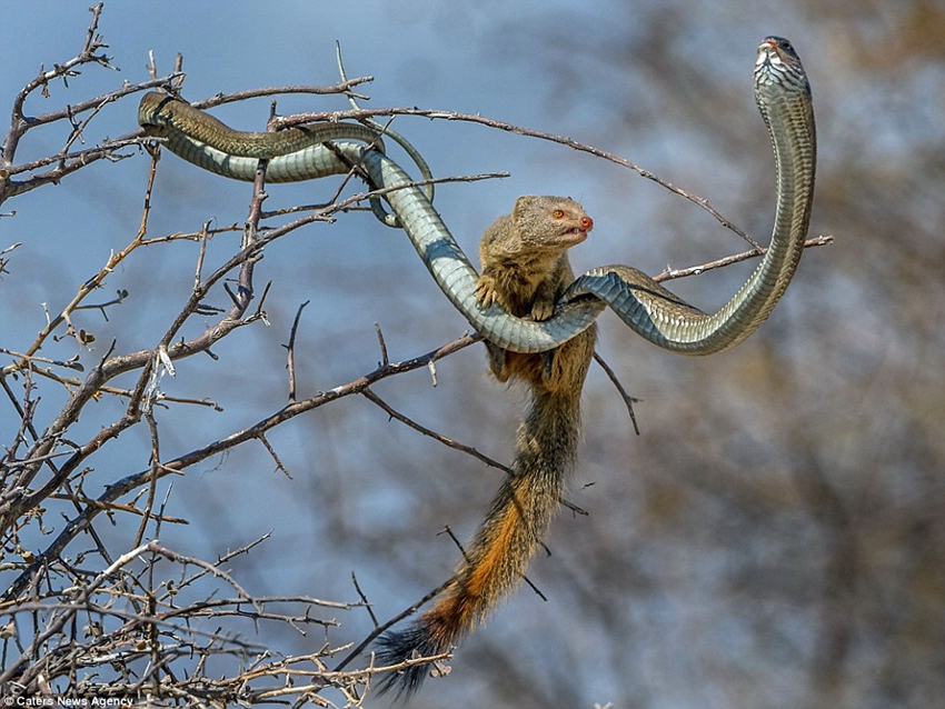 Mangosta caza serpiente1