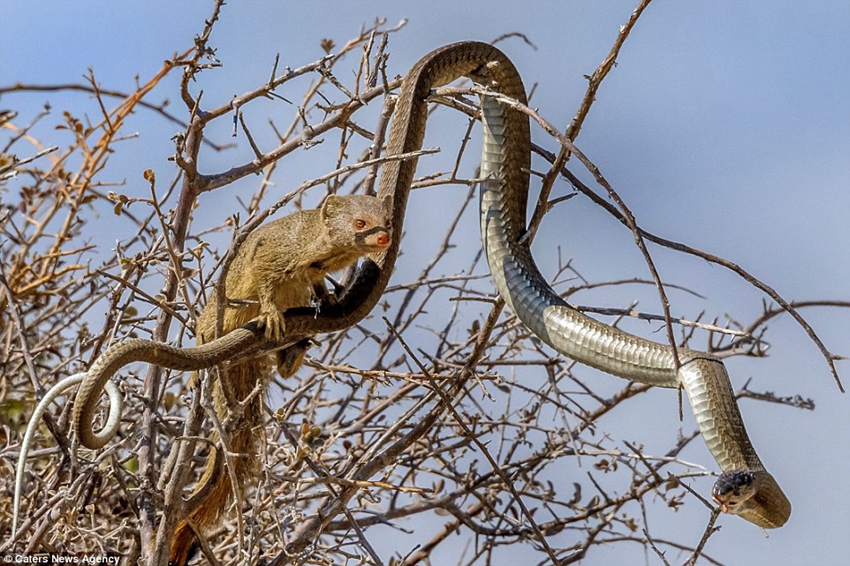 Mangosta caza serpiente2