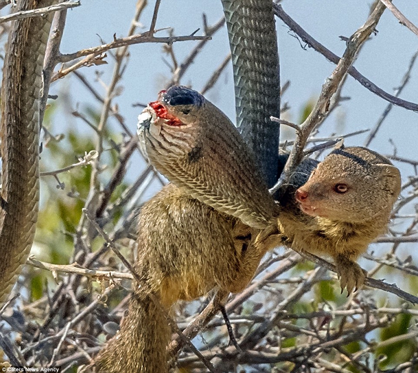 Mangosta caza serpiente4