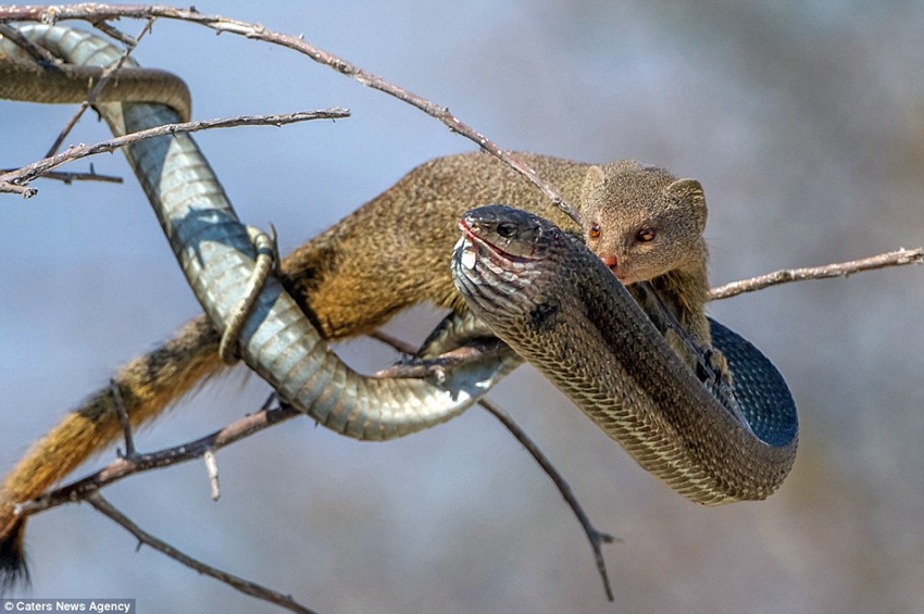 Mangosta caza serpiente5