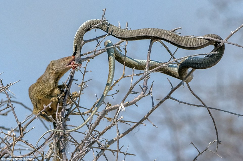 Mangosta caza serpiente7