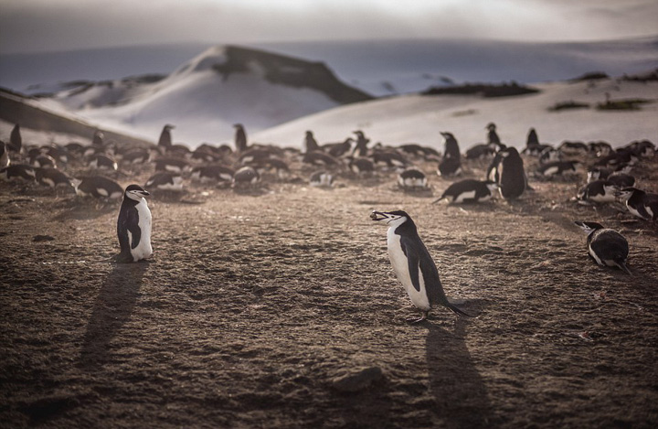 Bello paisaje de Polo Sur10
