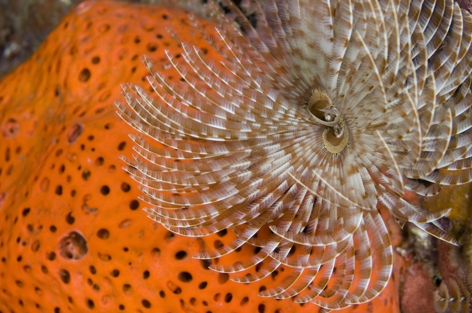 Maravillosos paisajes en lo profundo de los mares 21