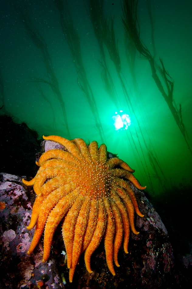 Maravillosos paisajes en lo profundo de los mares 189