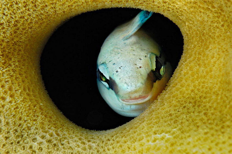 Maravillosos paisajes en lo profundo de los mares 17