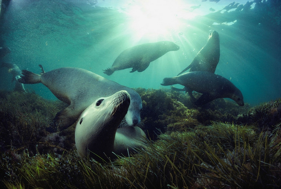 Maravillosos paisajes en lo profundo de los mares 126