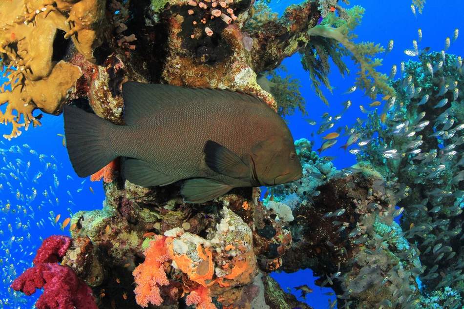 Maravillosos paisajes en lo profundo de los mares 14